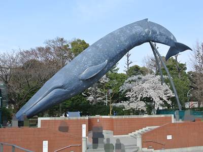 クジラ.JPG