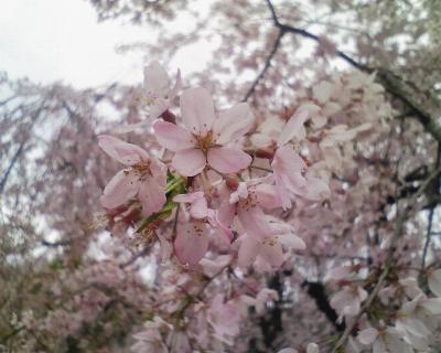 桜マクロ.jpg